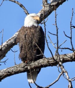 Bald Eagle Bitterroot Bird Alliance