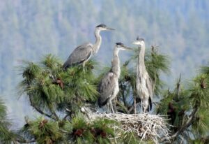 Great Blue Herons